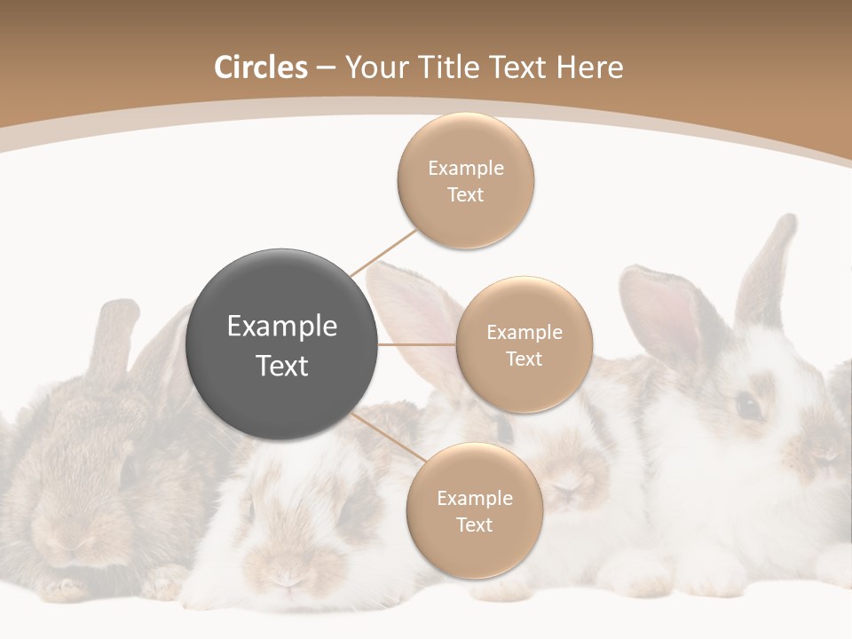 Hare Little Mammal PowerPoint Template