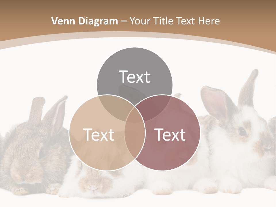 Hare Little Mammal PowerPoint Template