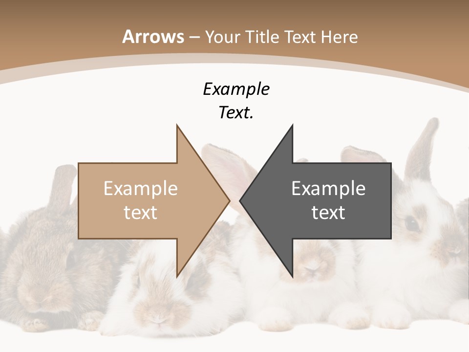 Hare Little Mammal PowerPoint Template