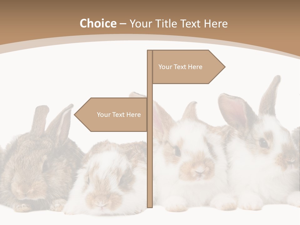 Hare Little Mammal PowerPoint Template