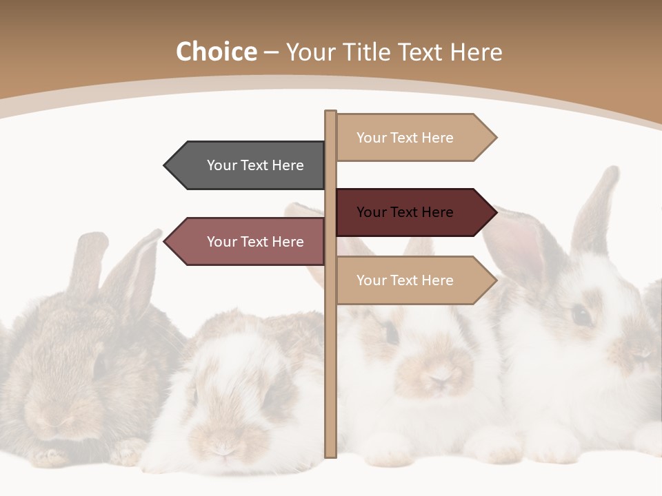 Hare Little Mammal PowerPoint Template