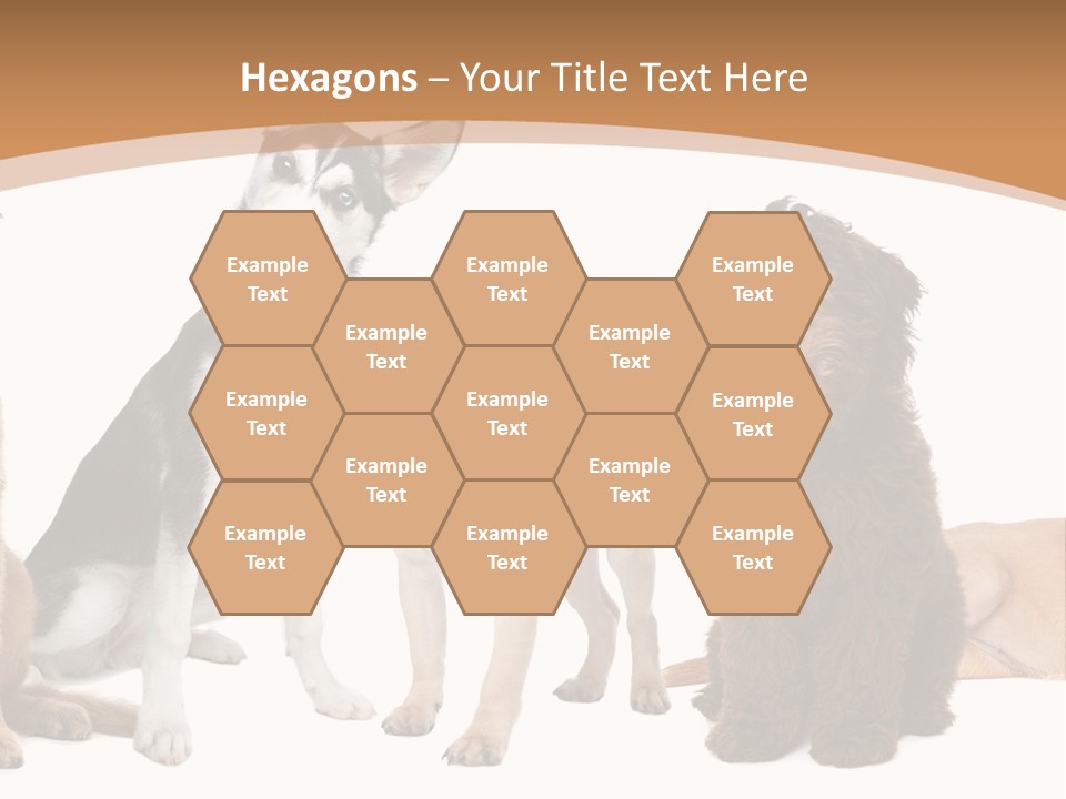 Retriever Obedience Domestic PowerPoint Template