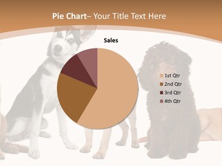 Retriever Obedience Domestic PowerPoint Template