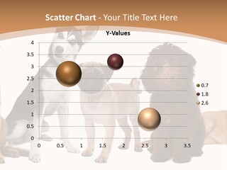 Retriever Obedience Domestic PowerPoint Template