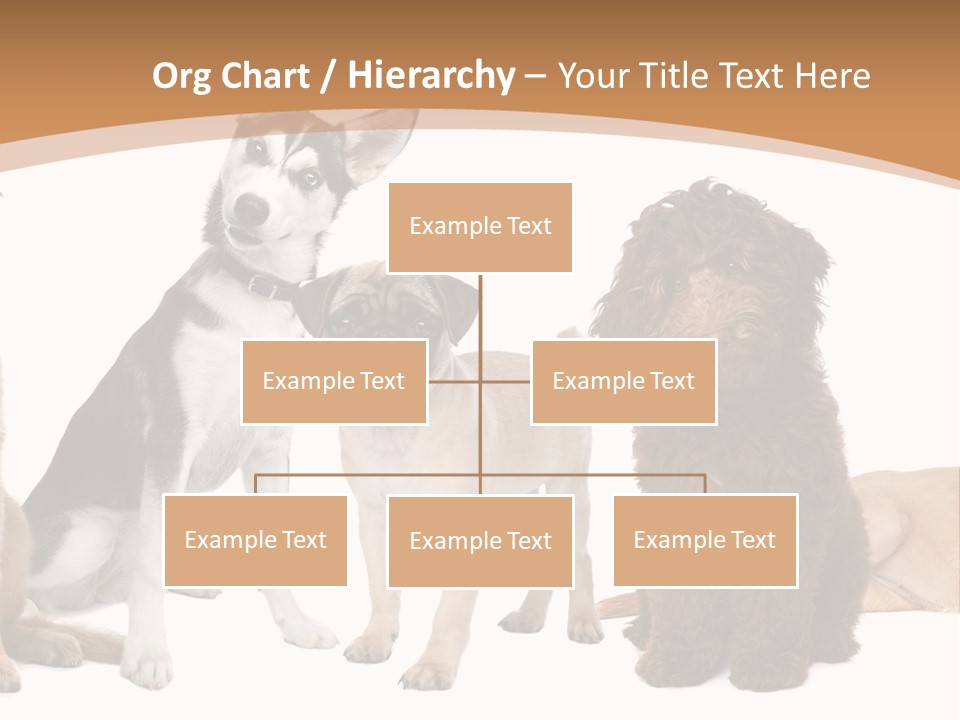 Retriever Obedience Domestic PowerPoint Template