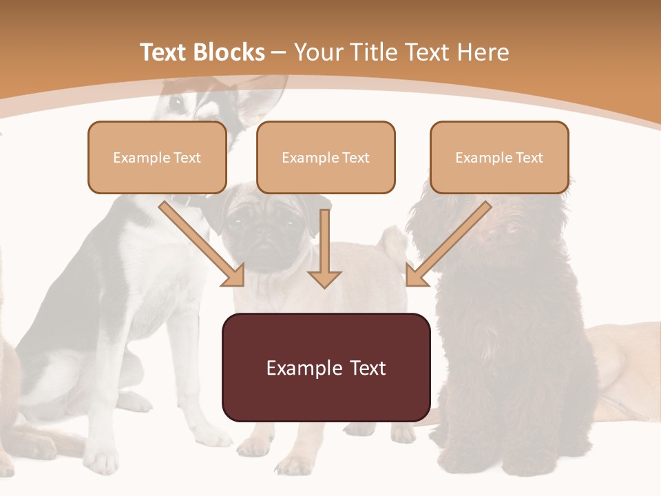 Retriever Obedience Domestic PowerPoint Template