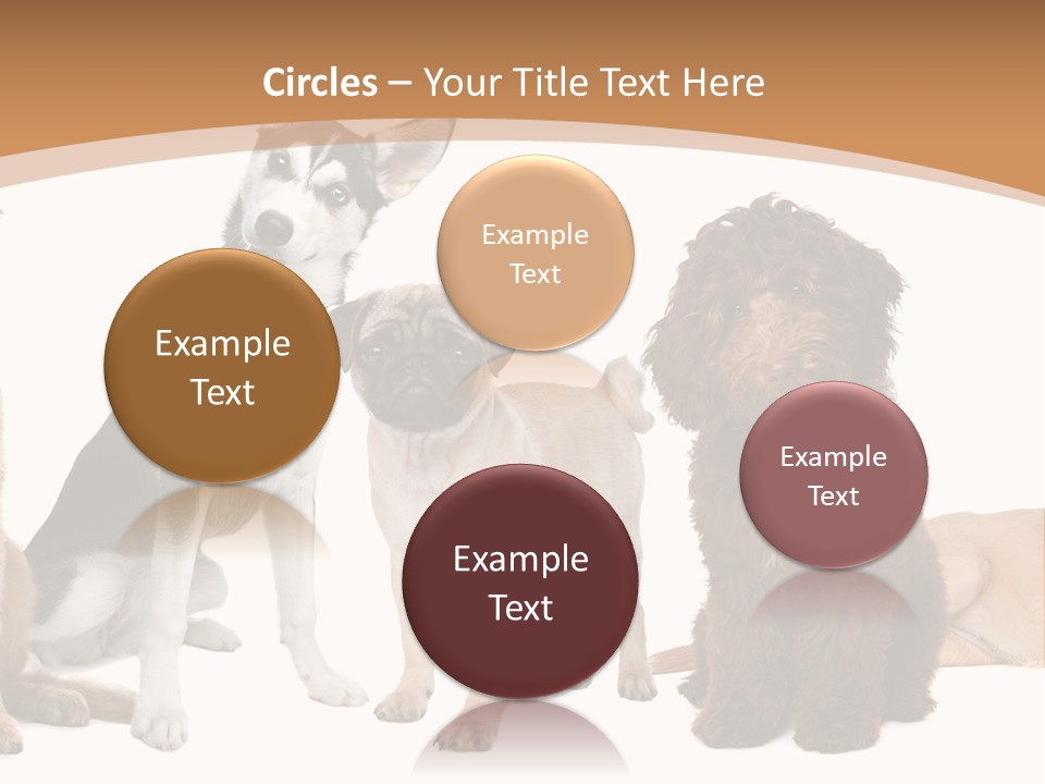 Retriever Obedience Domestic PowerPoint Template