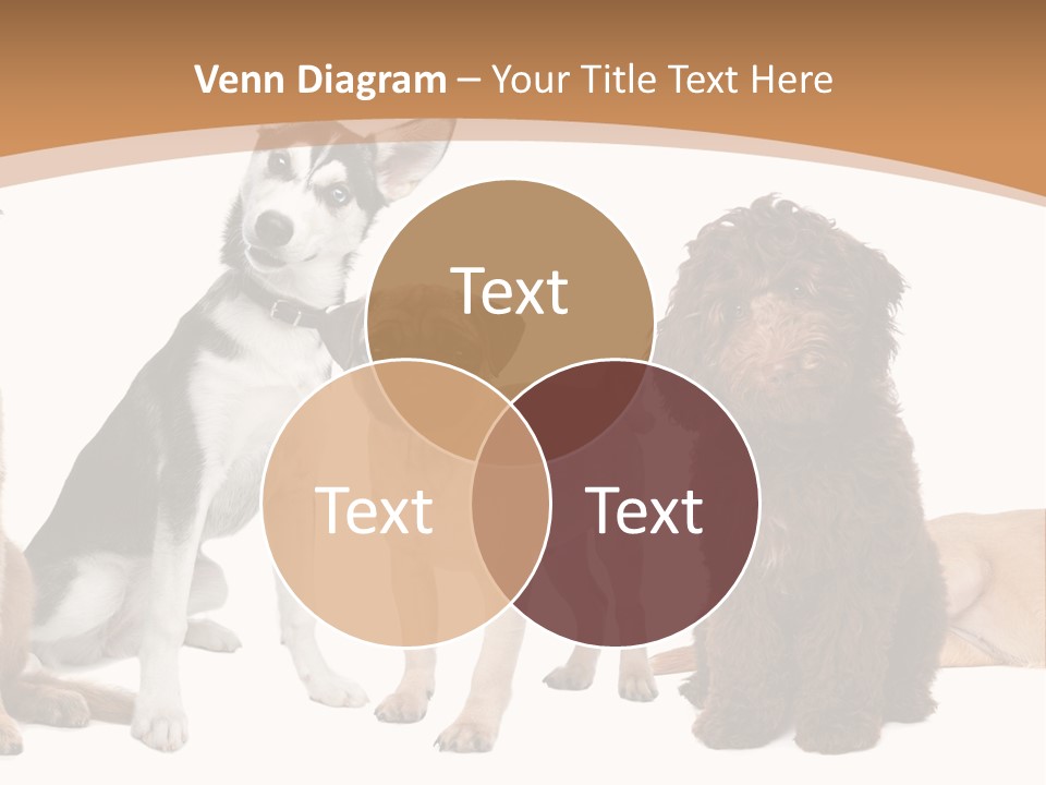 Retriever Obedience Domestic PowerPoint Template
