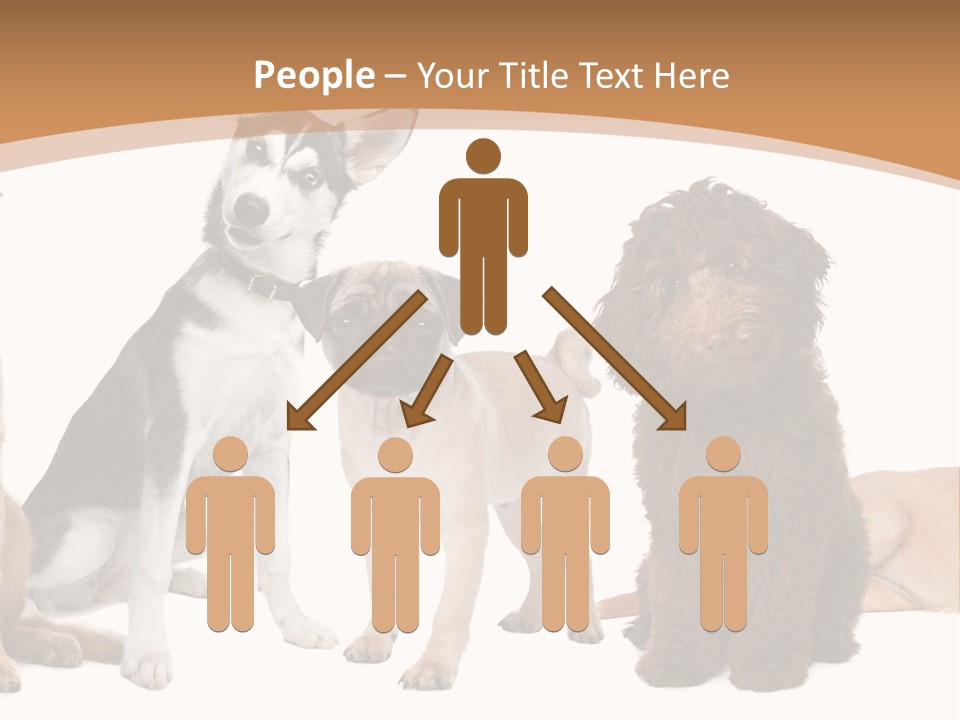 Retriever Obedience Domestic PowerPoint Template