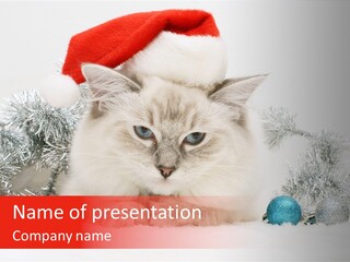 Red Tinsel Pussy PowerPoint Template