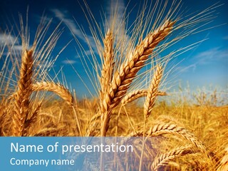Agriculture Large Rye PowerPoint Template