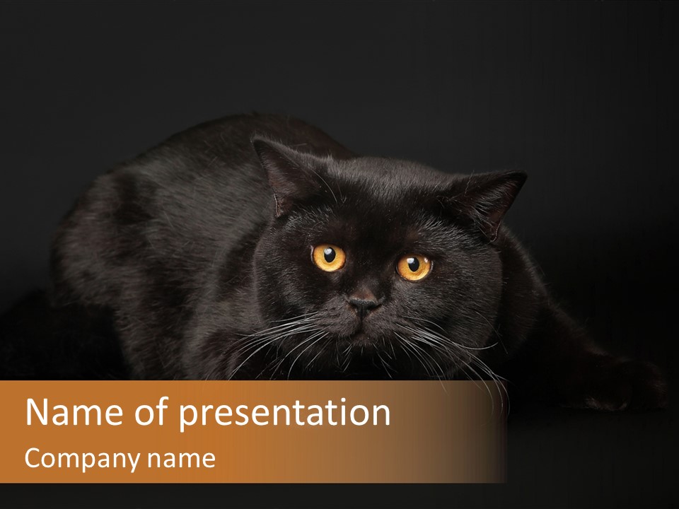 Dark Solid Breed PowerPoint Template