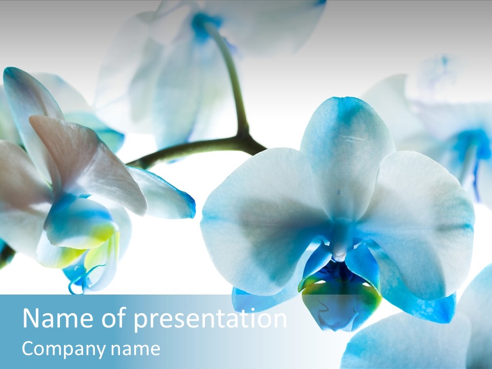 Blooming Culture Climate PowerPoint Template