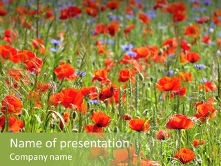 Plant Rural Spring PowerPoint Template