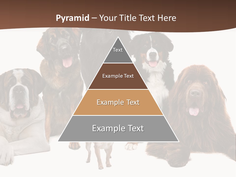 Pawns Bernard Pack PowerPoint Template