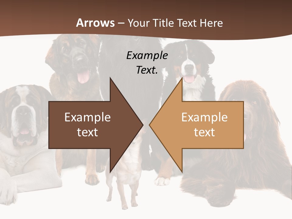 Pawns Bernard Pack PowerPoint Template