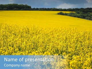 Canola Sun Gold PowerPoint Template