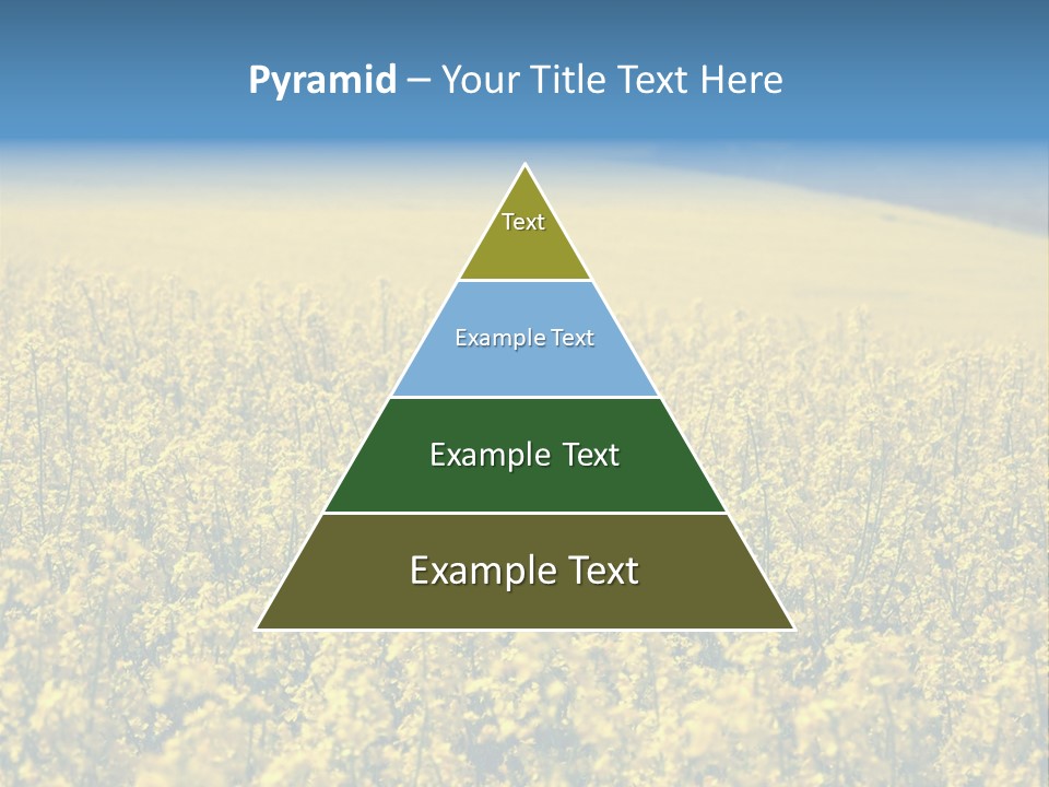 Canola Sun Gold PowerPoint Template