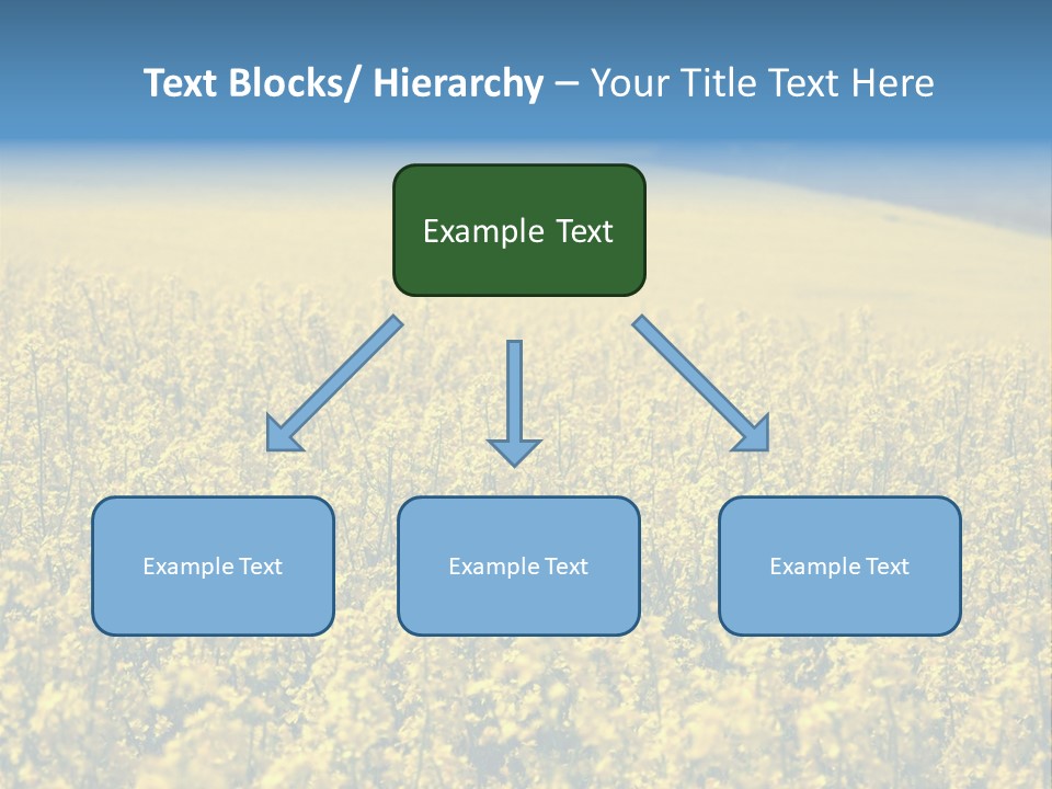 Canola Sun Gold PowerPoint Template