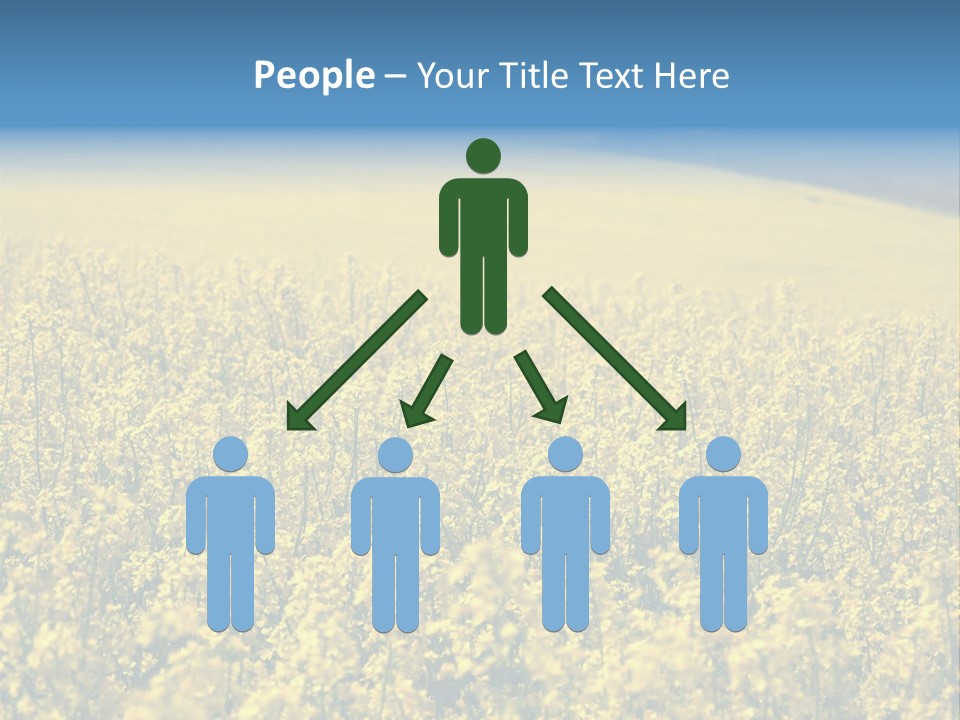 Canola Sun Gold PowerPoint Template