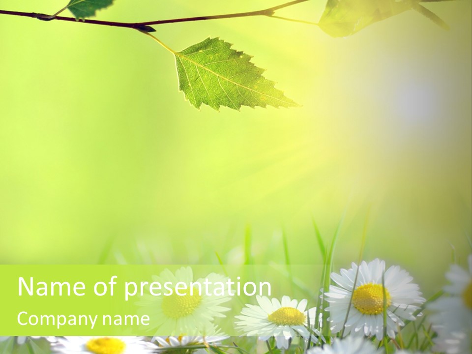 Chamomile Beam Sun PowerPoint Template