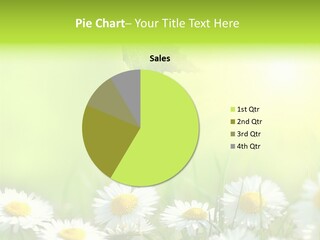 Chamomile Beam Sun PowerPoint Template