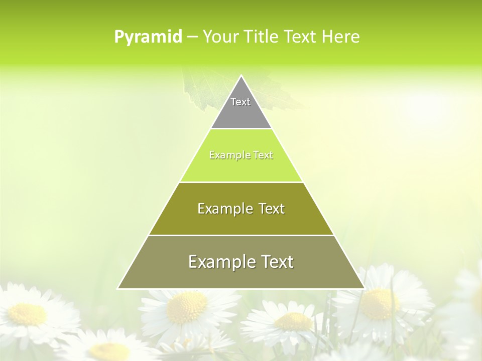 Chamomile Beam Sun PowerPoint Template