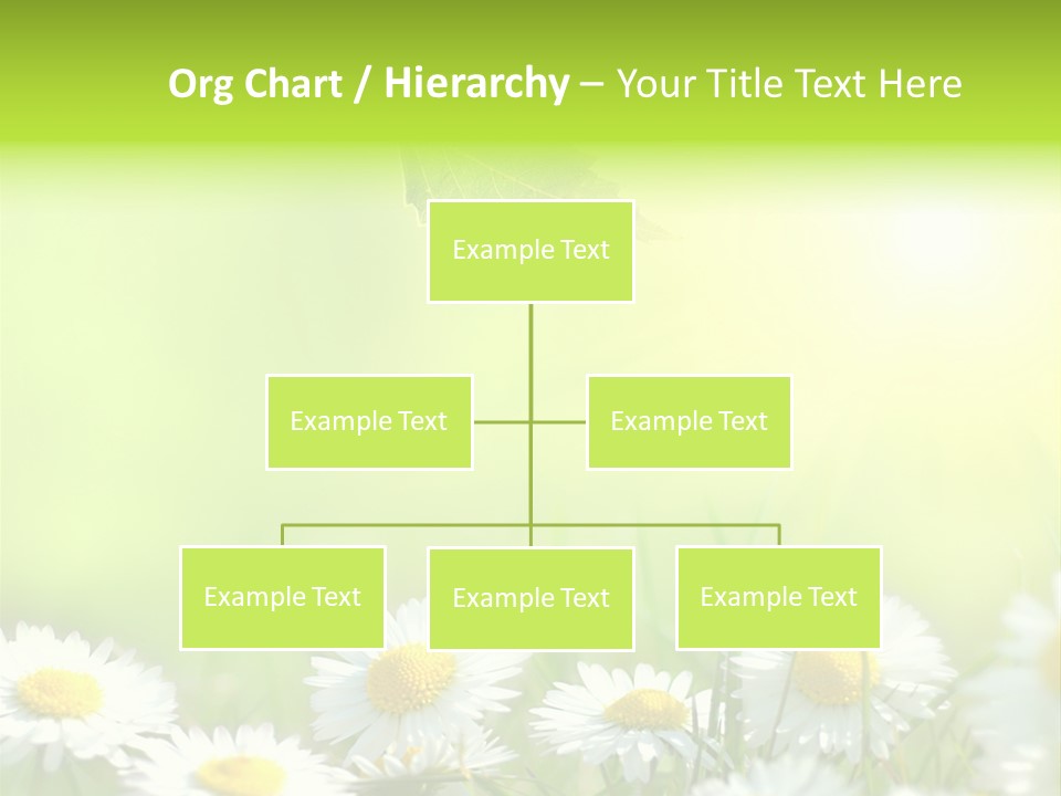 Chamomile Beam Sun PowerPoint Template