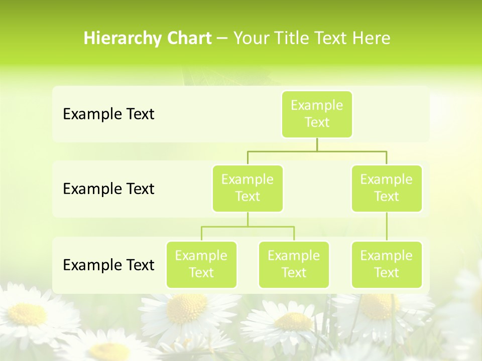 Chamomile Beam Sun PowerPoint Template