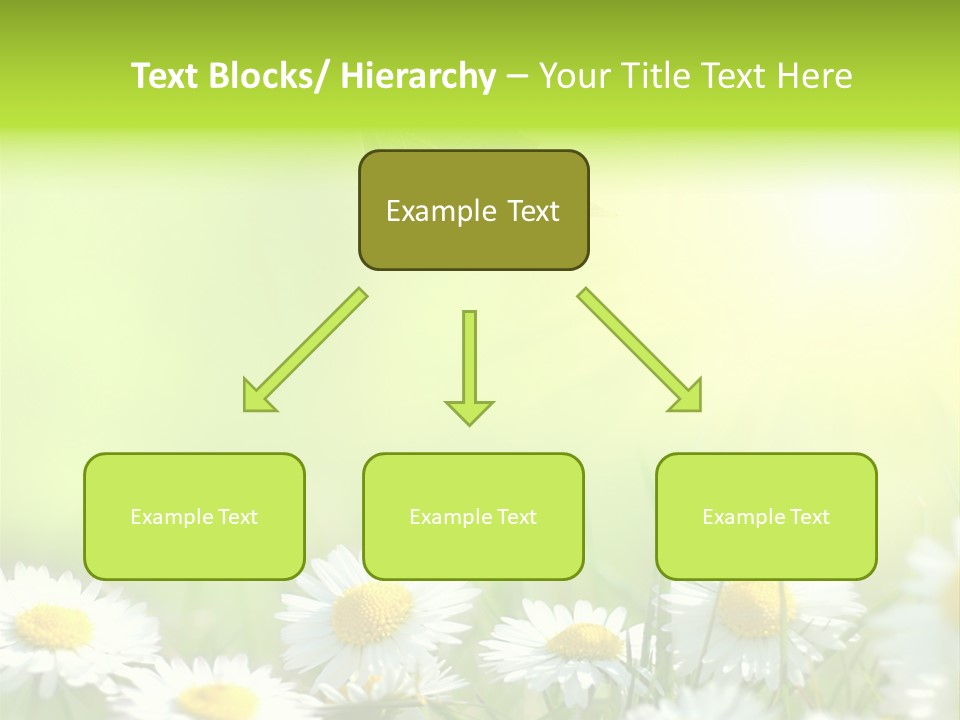 Chamomile Beam Sun PowerPoint Template