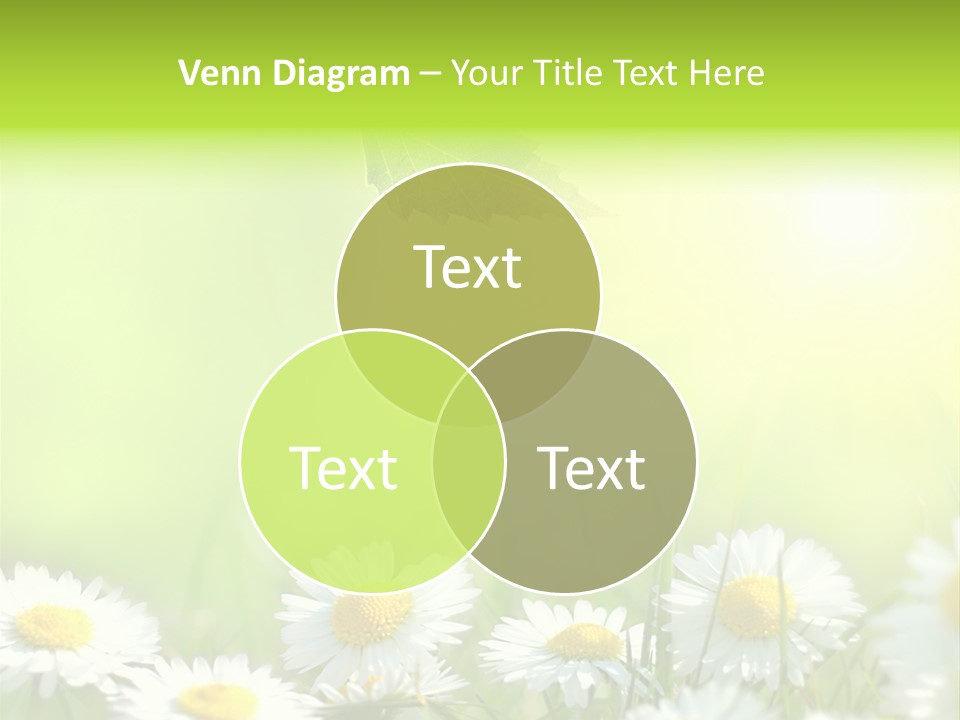 Chamomile Beam Sun PowerPoint Template