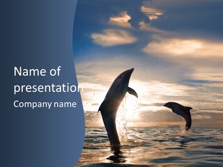 Red Sea Dolphin PowerPoint Template