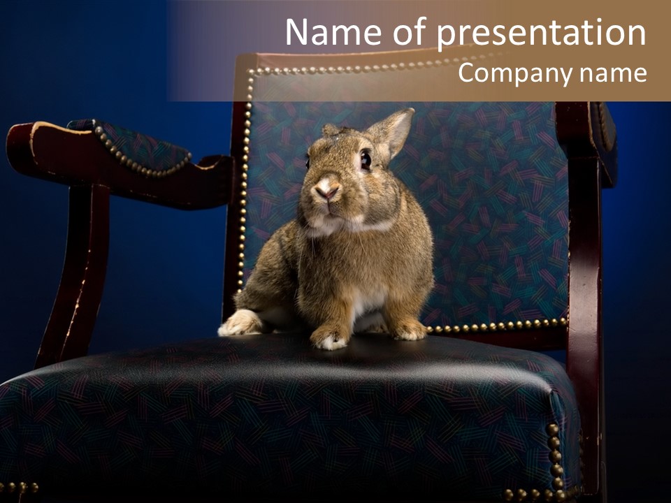 Wildlife Indoors Rabbit PowerPoint Template