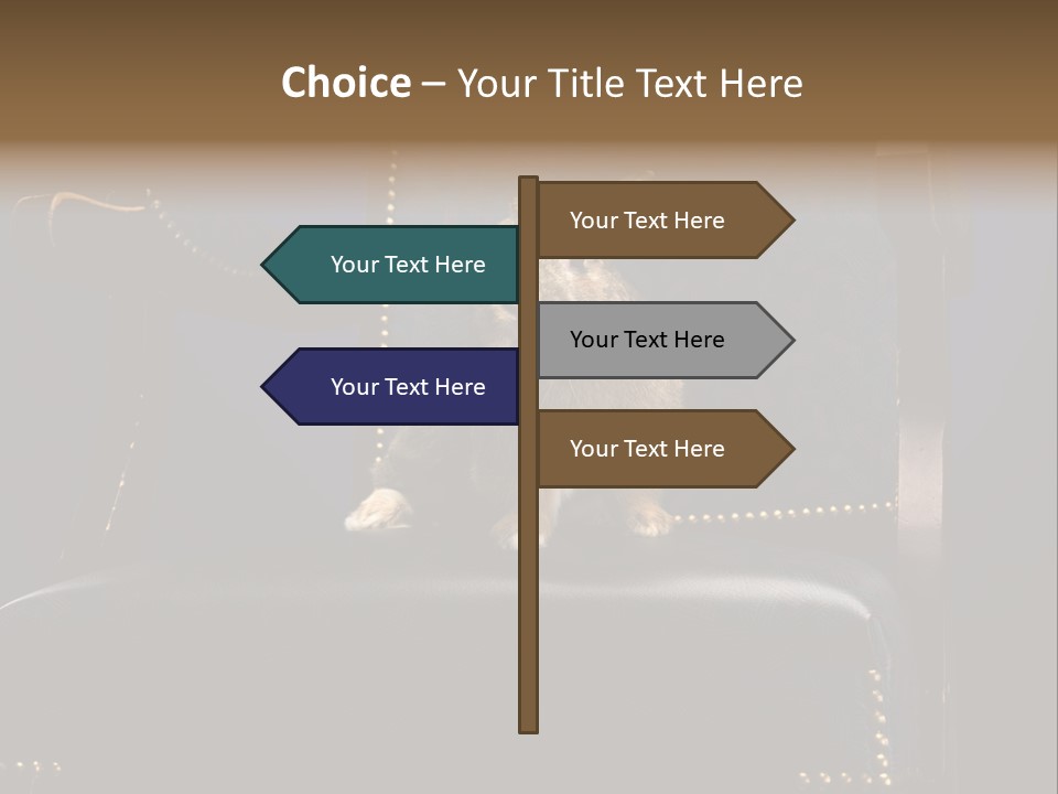 Wildlife Indoors Rabbit PowerPoint Template