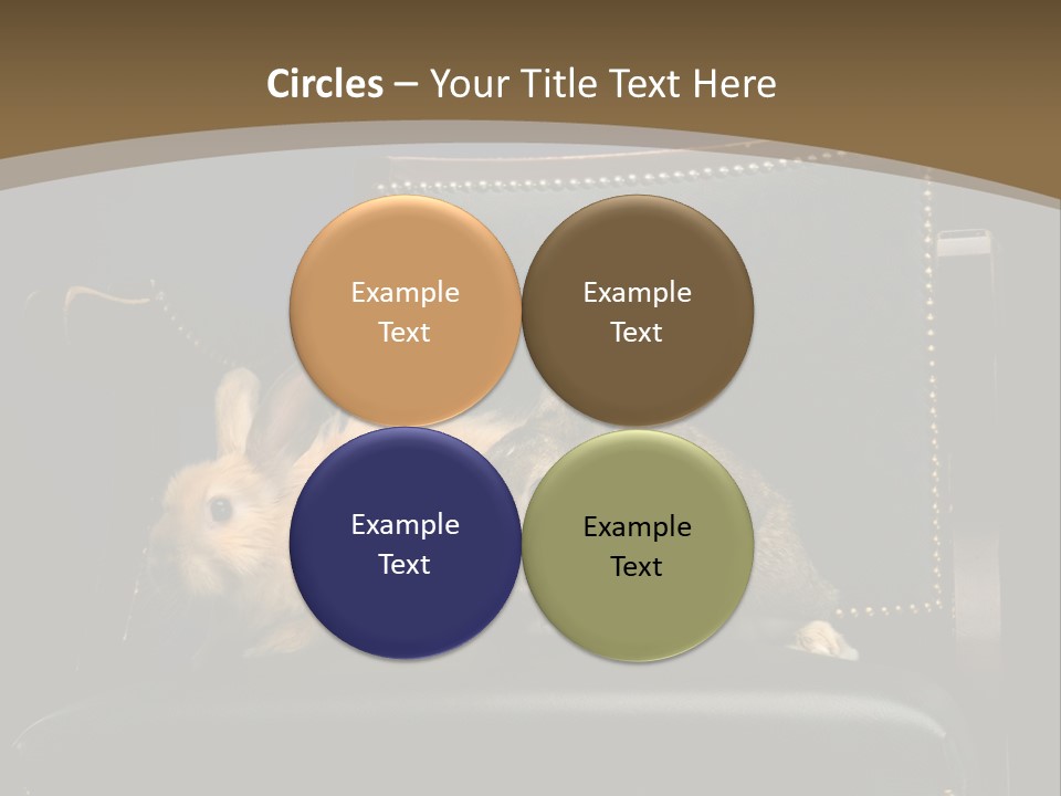 Indoors Tame Beautiful PowerPoint Template