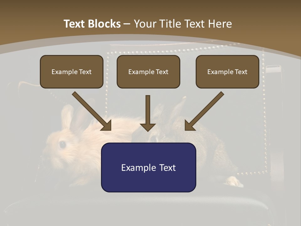 Indoors Tame Beautiful PowerPoint Template
