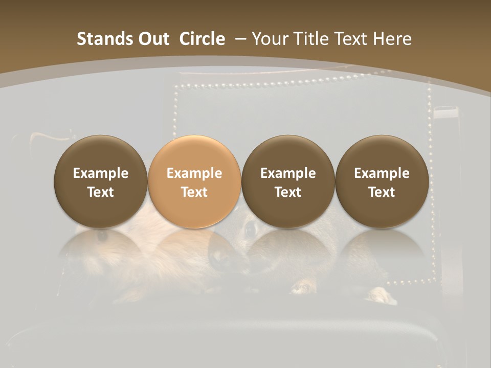 Indoors Tame Beautiful PowerPoint Template