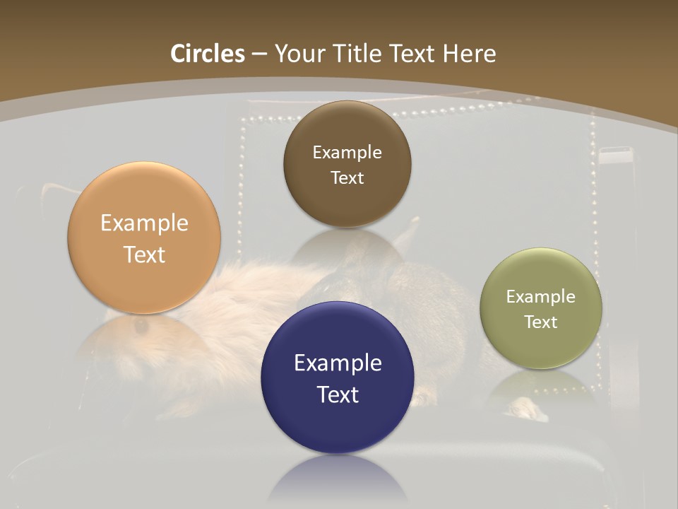 Indoors Tame Beautiful PowerPoint Template