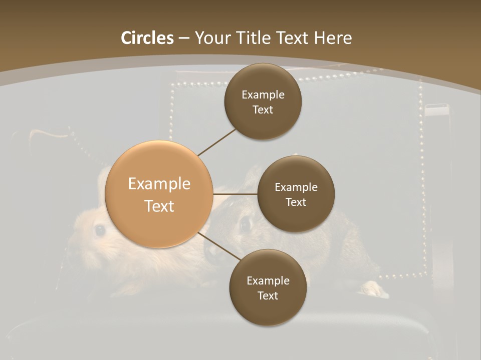 Indoors Tame Beautiful PowerPoint Template