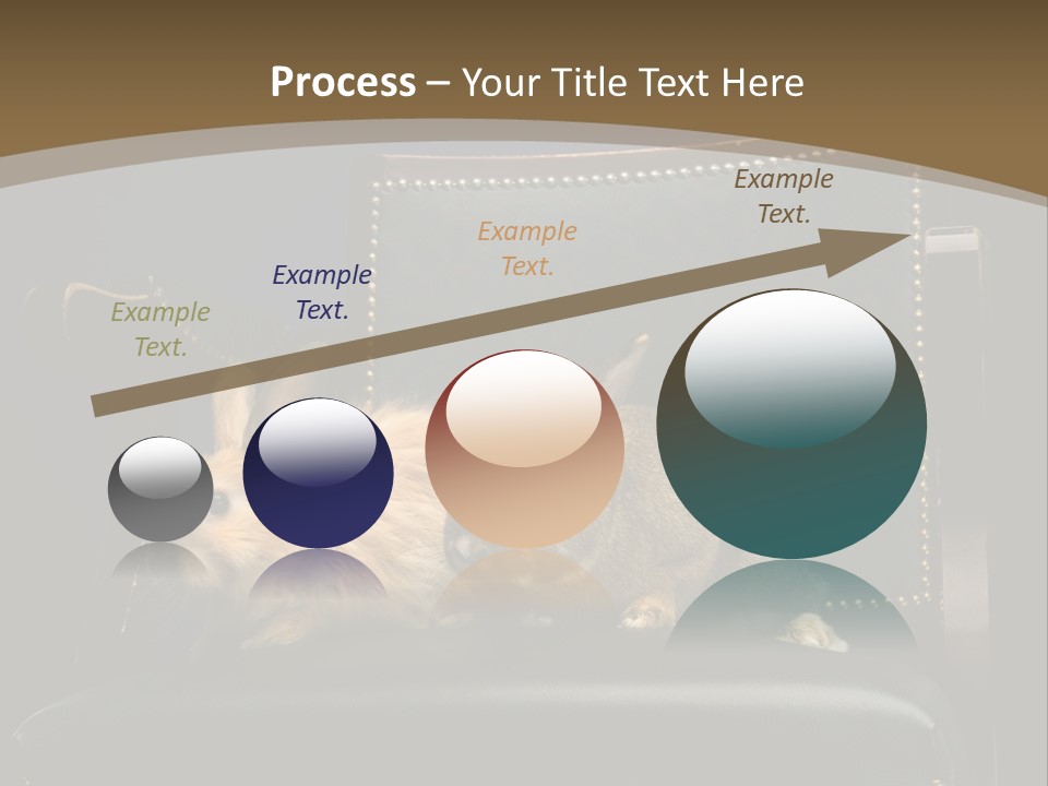 Indoors Tame Beautiful PowerPoint Template