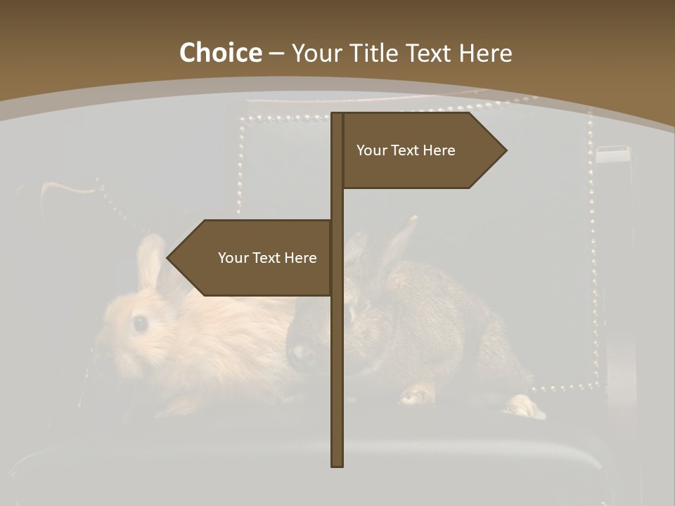 Indoors Tame Beautiful PowerPoint Template