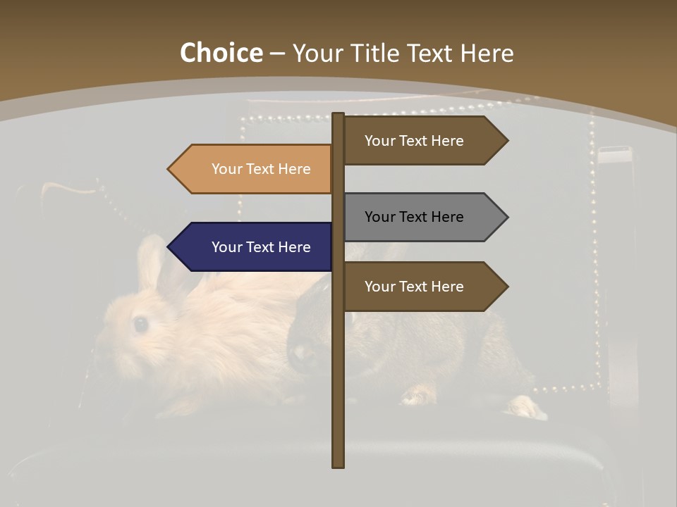 Indoors Tame Beautiful PowerPoint Template