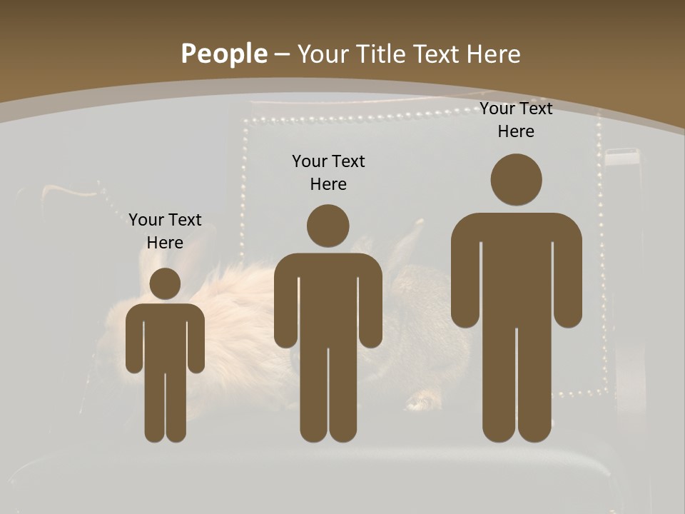 Indoors Tame Beautiful PowerPoint Template