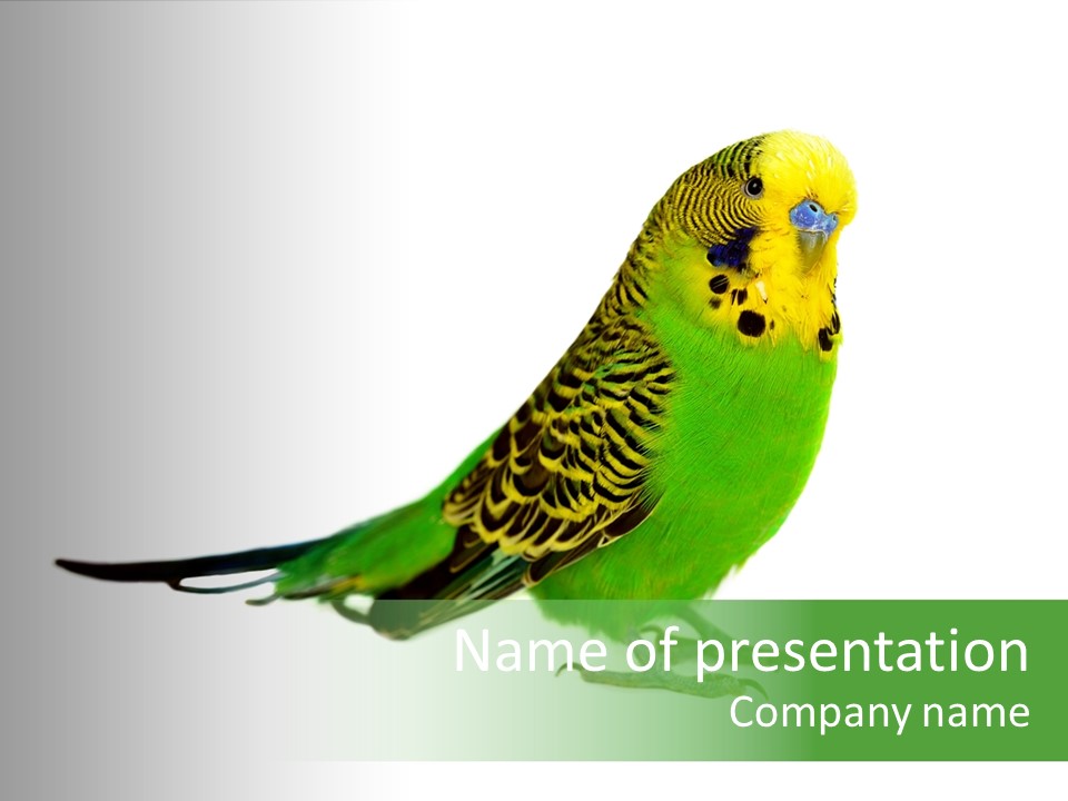 Beak Backgrounds Pets PowerPoint Template