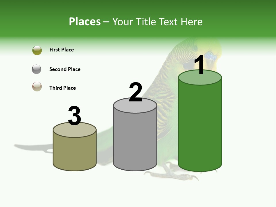 Beak Backgrounds Pets PowerPoint Template