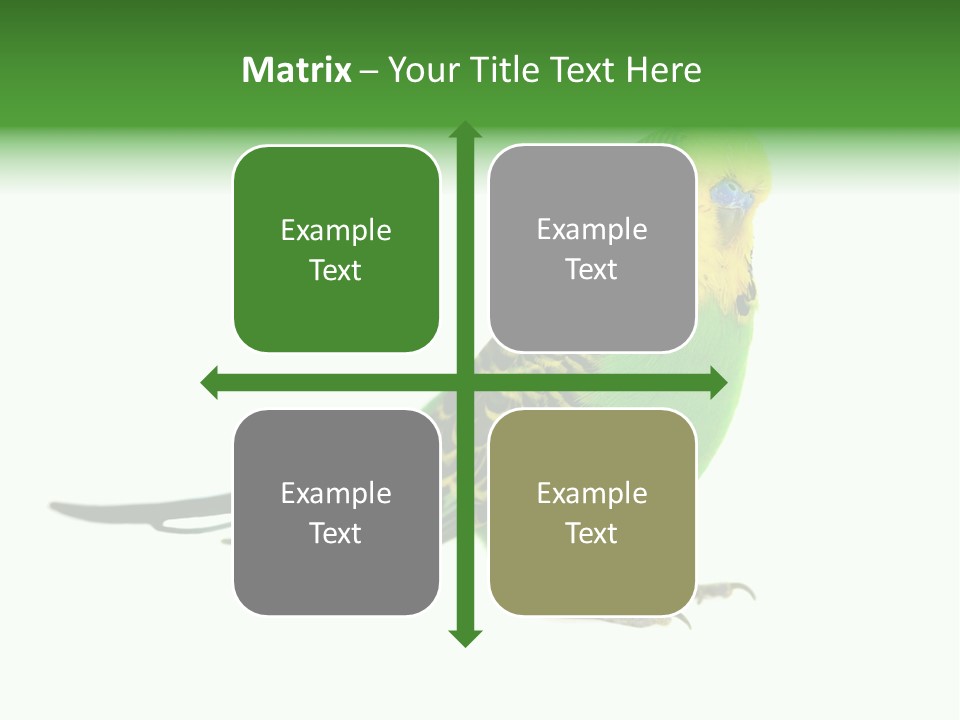 Beak Backgrounds Pets PowerPoint Template