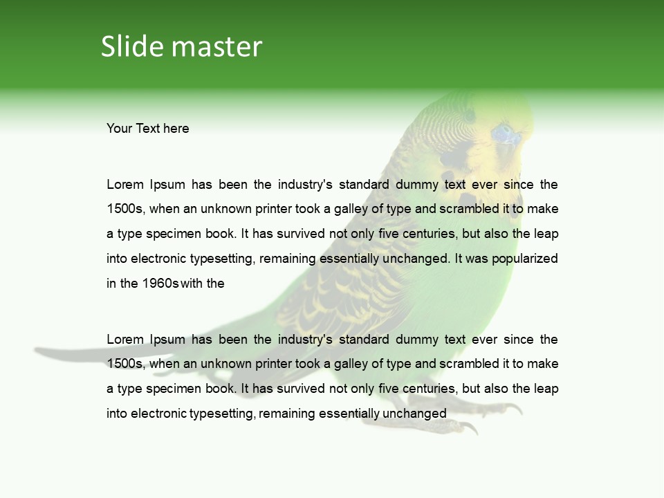 Beak Backgrounds Pets PowerPoint Template