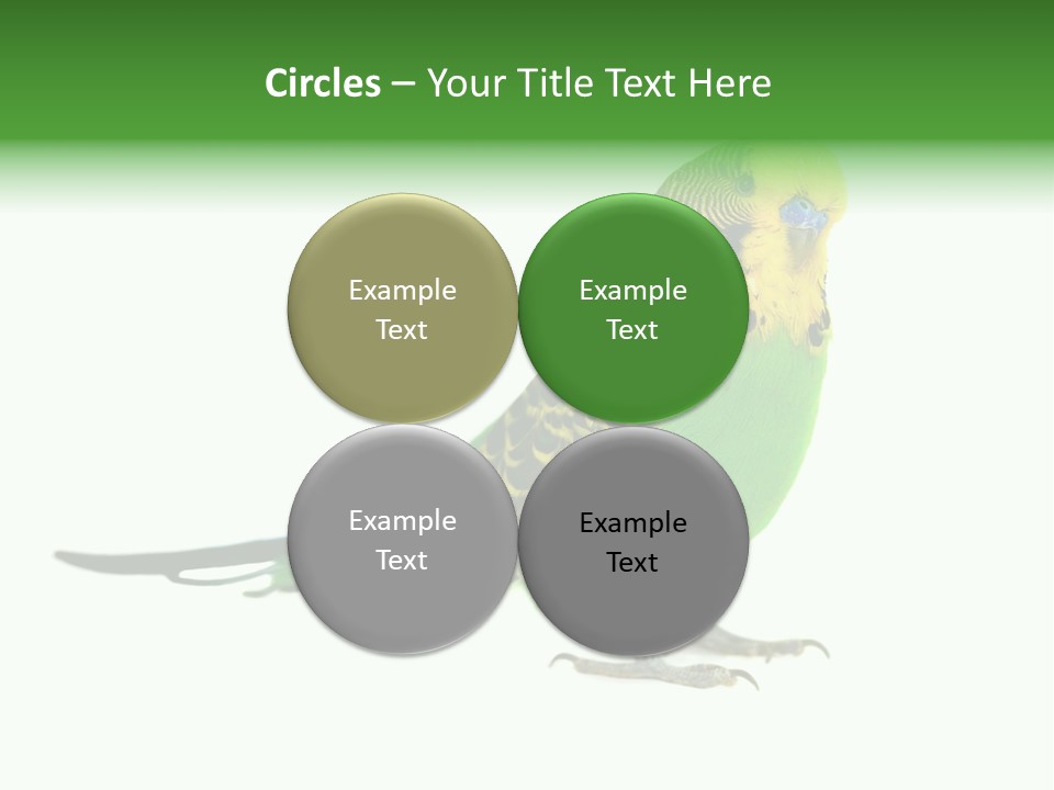 Beak Backgrounds Pets PowerPoint Template