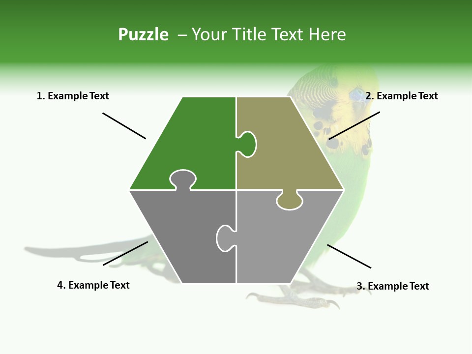 Beak Backgrounds Pets PowerPoint Template