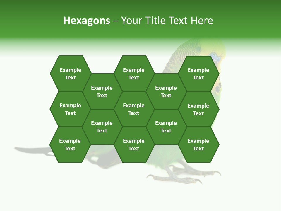 Beak Backgrounds Pets PowerPoint Template